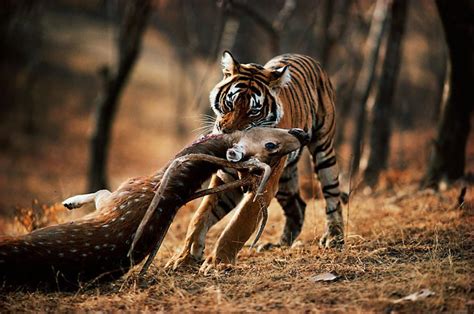  “Tiger Hunting” - En Fascinerande Skildring av Vilda Djur och Människans Relation Till Dem