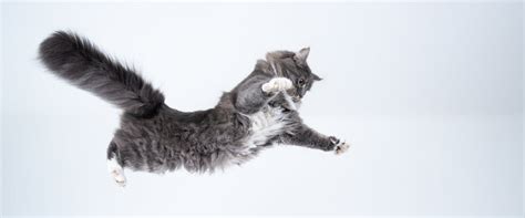 How Do I Get My Website to Show Up First on Google: And Why Do Cats Always Land on Their Feet?