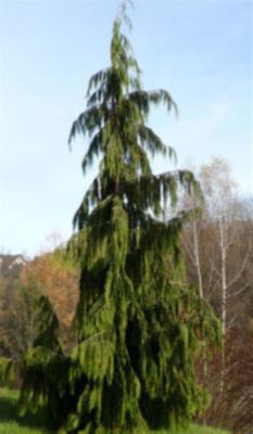  The Weeping Cypress - Ett mästerverk av melankolisk skönhet och spirituell längtan!